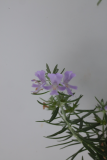 Westringia longifolia RCP12-2015 (35).JPG